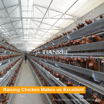 Hot Selling A Frame Automatic Poultry Equipment for Layer